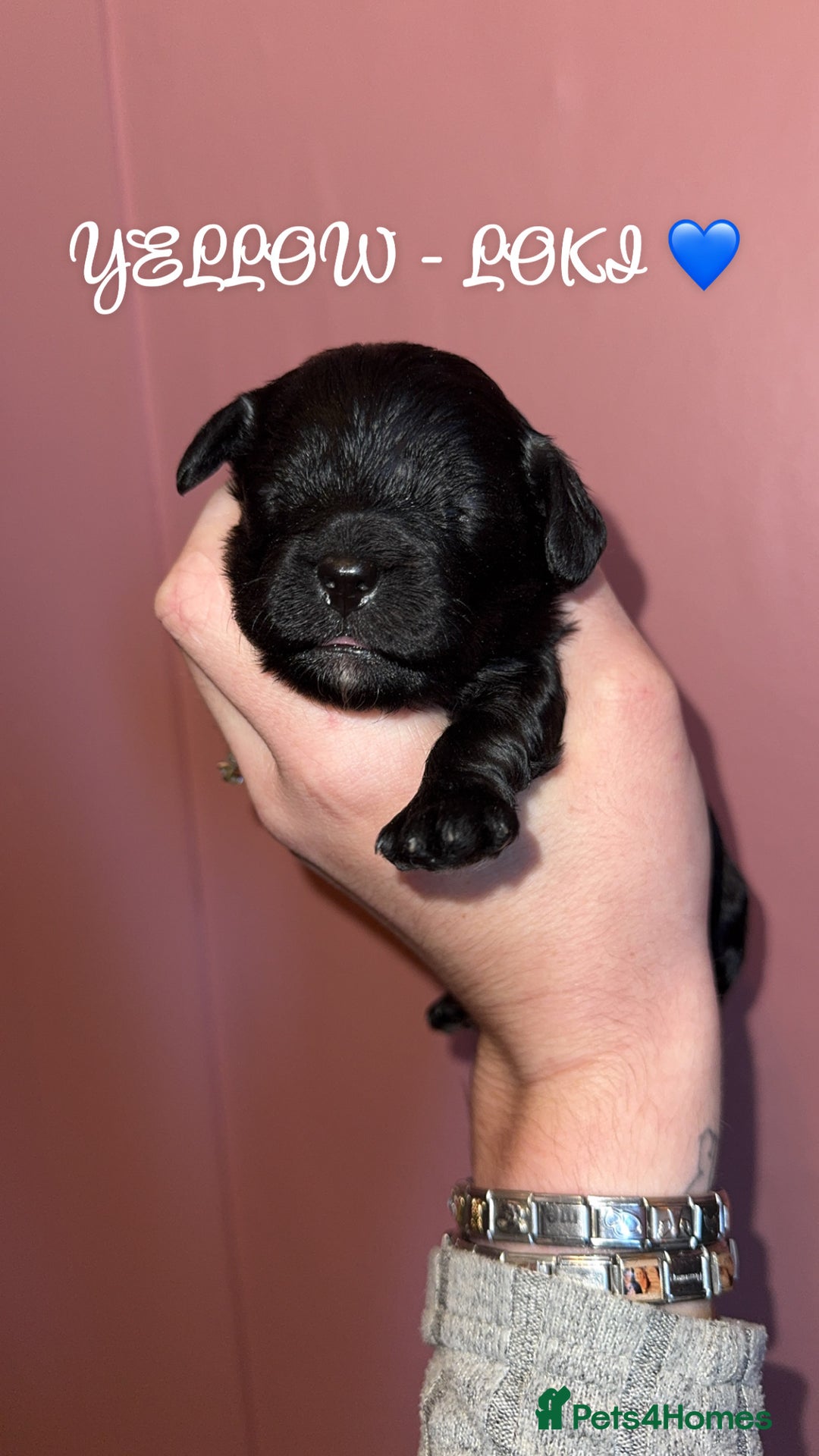 Cavapoo dogs for sale: F1b Cavapoo  - Image 7
