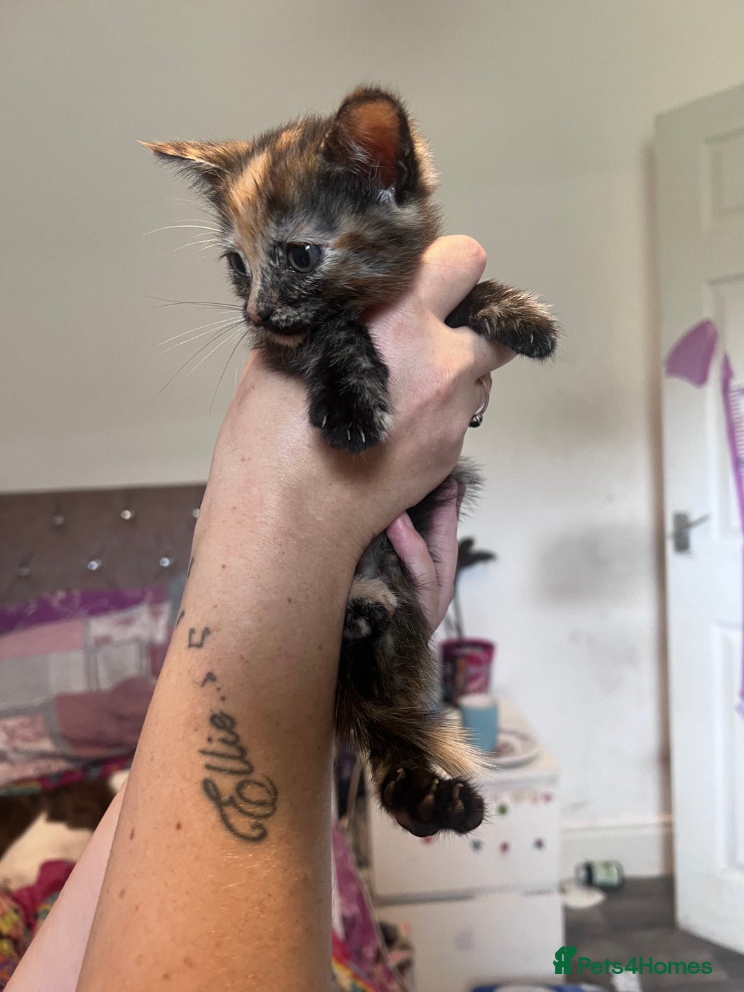 Mixed Breed cats for sale: Kittens  - Image 10