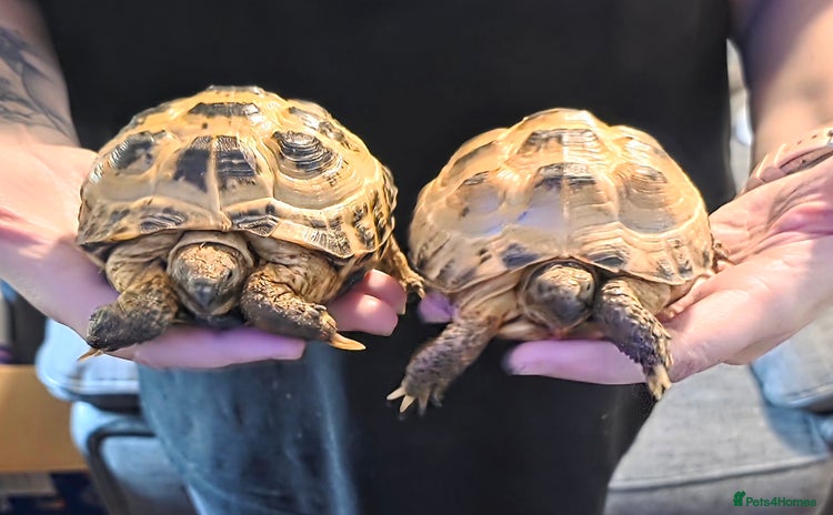 Tortoise reptiles Horsefield tortoises  - Advert 6