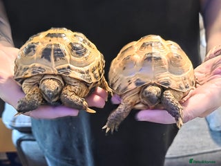 Tortoise reptiles Horsefield tortoises - Advert 6