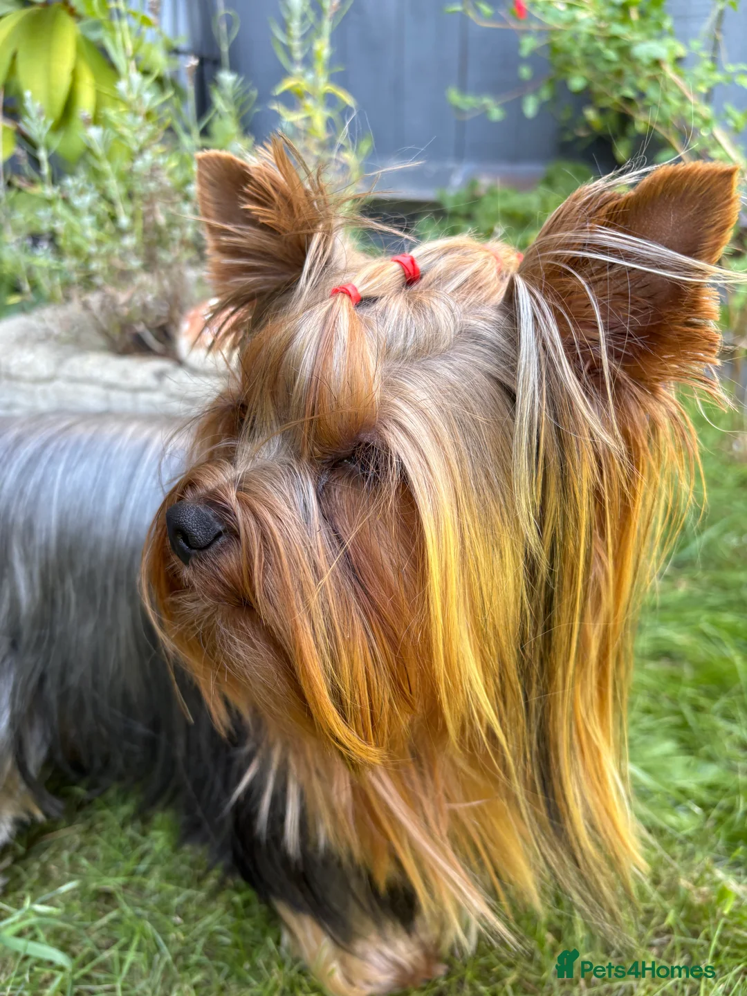 Yorkshire Terrier dogs for stud: Full pedigree Yorkshire Terrier for STUD in Caterham - Advert 2