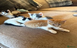 British Shorthair cats for sale: Stunning colour litter of kittens  - Image 11