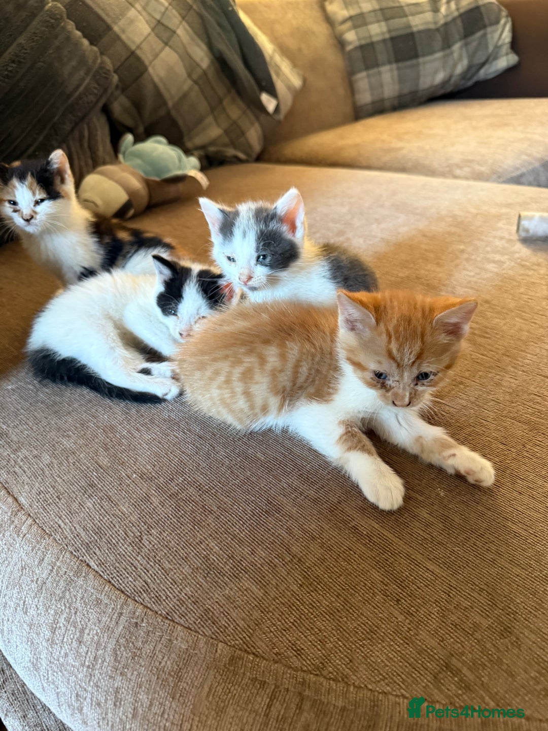 British Shorthair cats for sale: Stunning colour litter of kittens  - Image 11