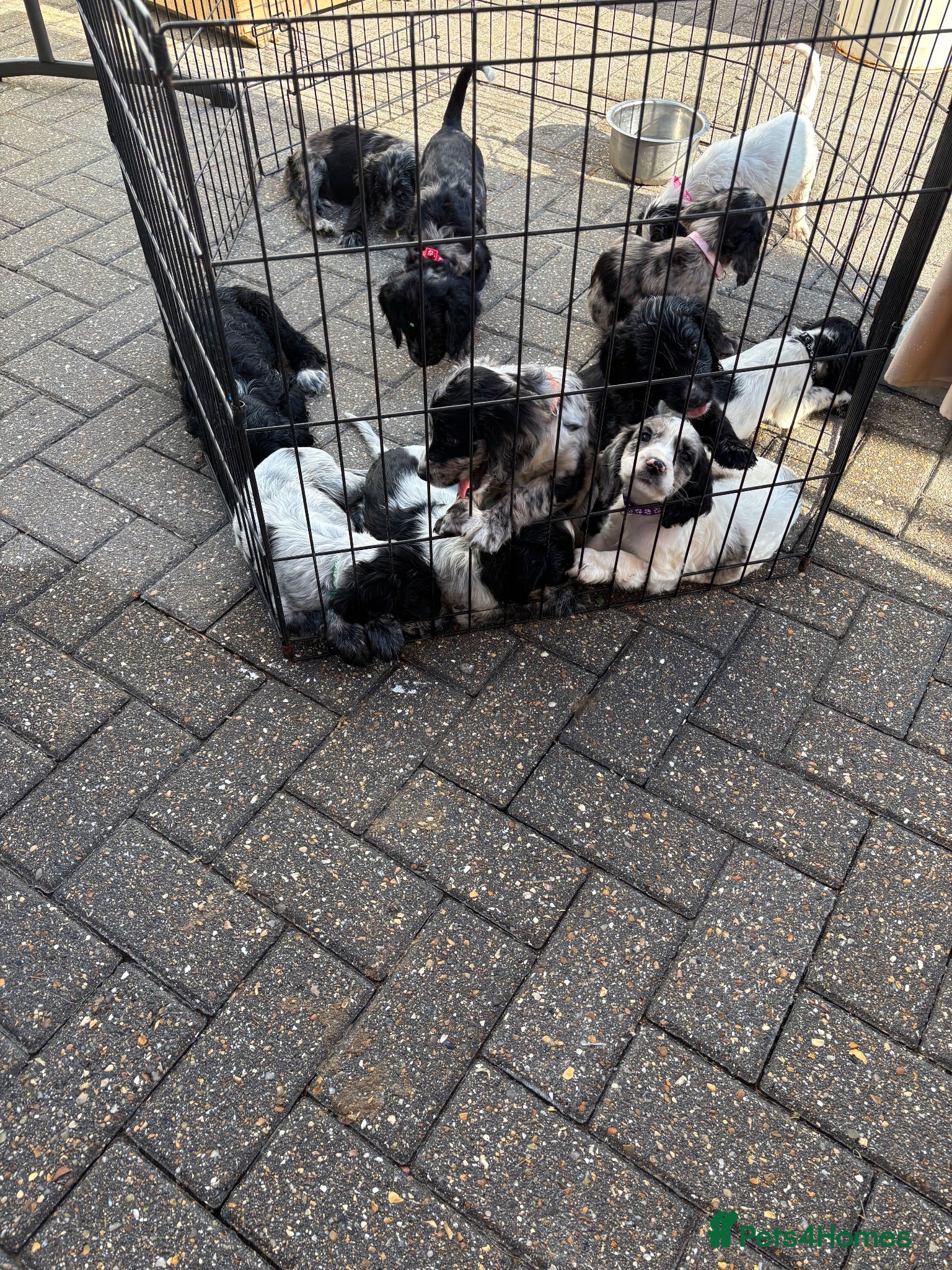 Cocker Spaniel dogs Cocker spaniel puppies  - Advert 2