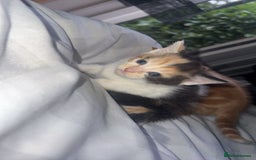 Mixed Breed cats for sale: Kittens - Image 2