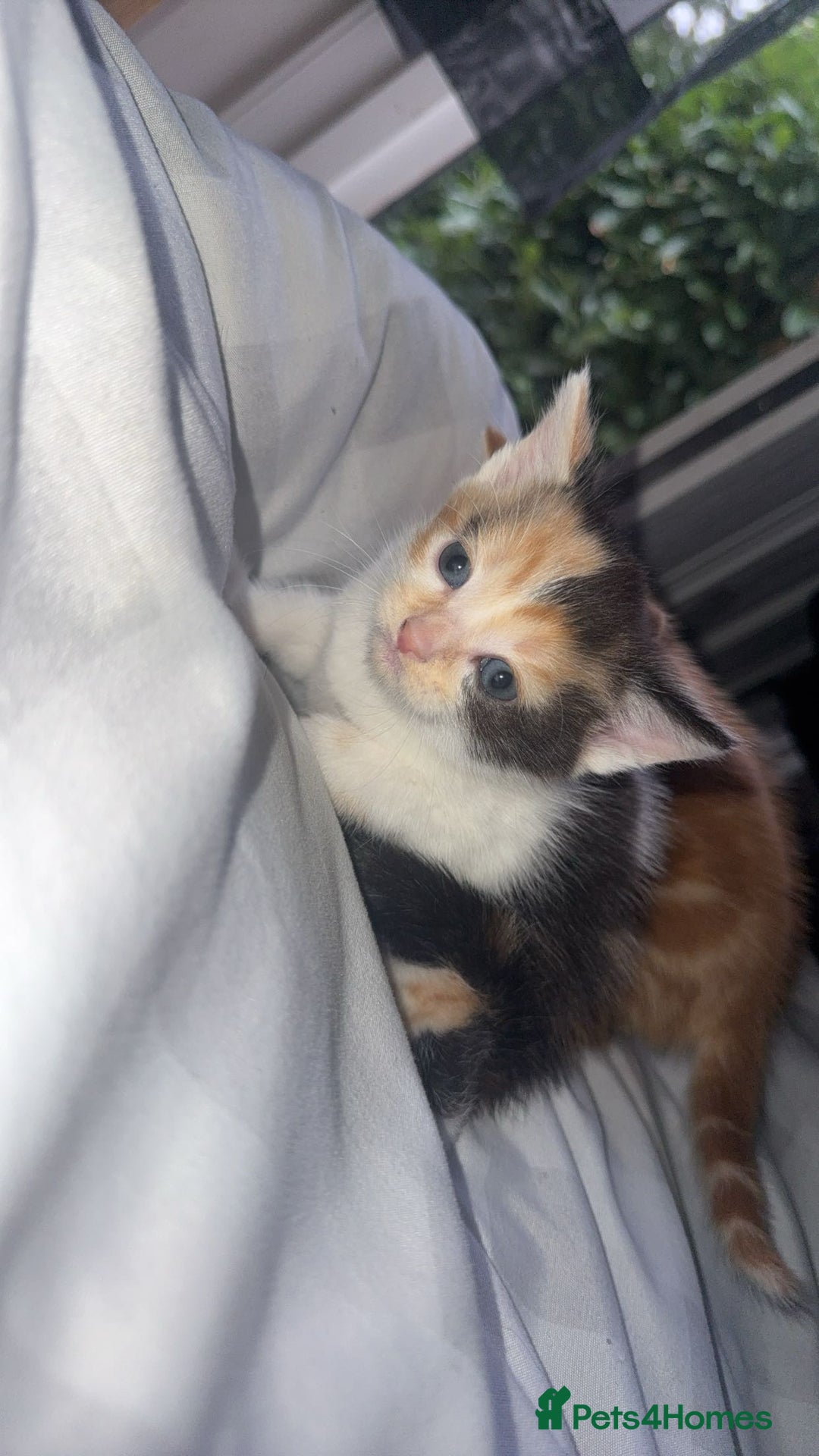 Mixed Breed cats for sale: Kittens - Image 2