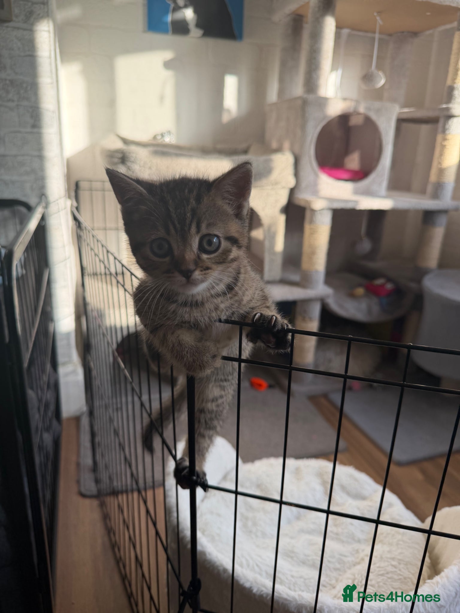 British Shorthair cats for sale: Stunning British short hair kitten - Advert 7