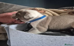 English Bulldog dogs for sale: Bulldog puppies - Image 21
