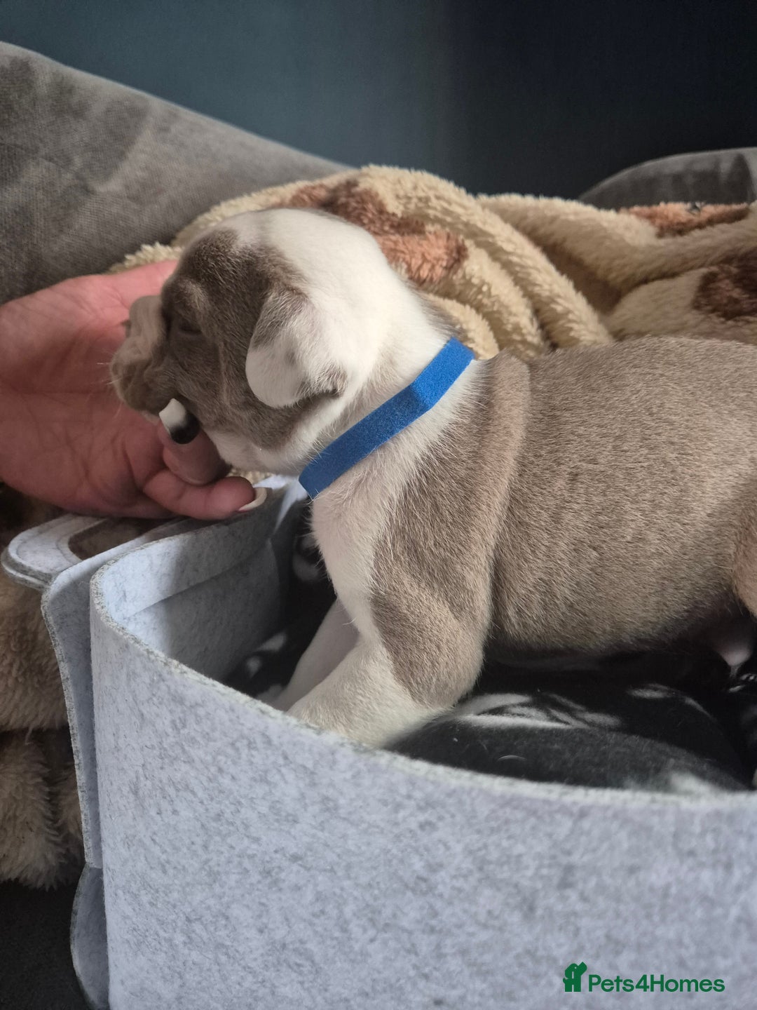 English Bulldog dogs for sale: Bulldog puppies - Image 21