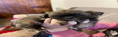 Shih Tzu 2