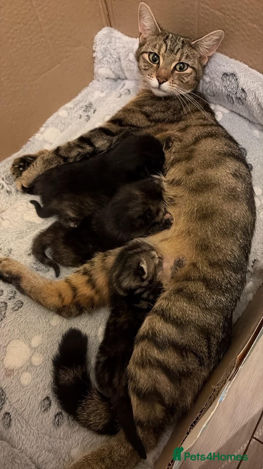 Mixed Breed cats Calico kittens  - Advert 1