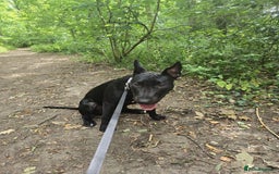 English Bull Terrier dogs for sale: English bull terrier WORKING LINES - Image 9