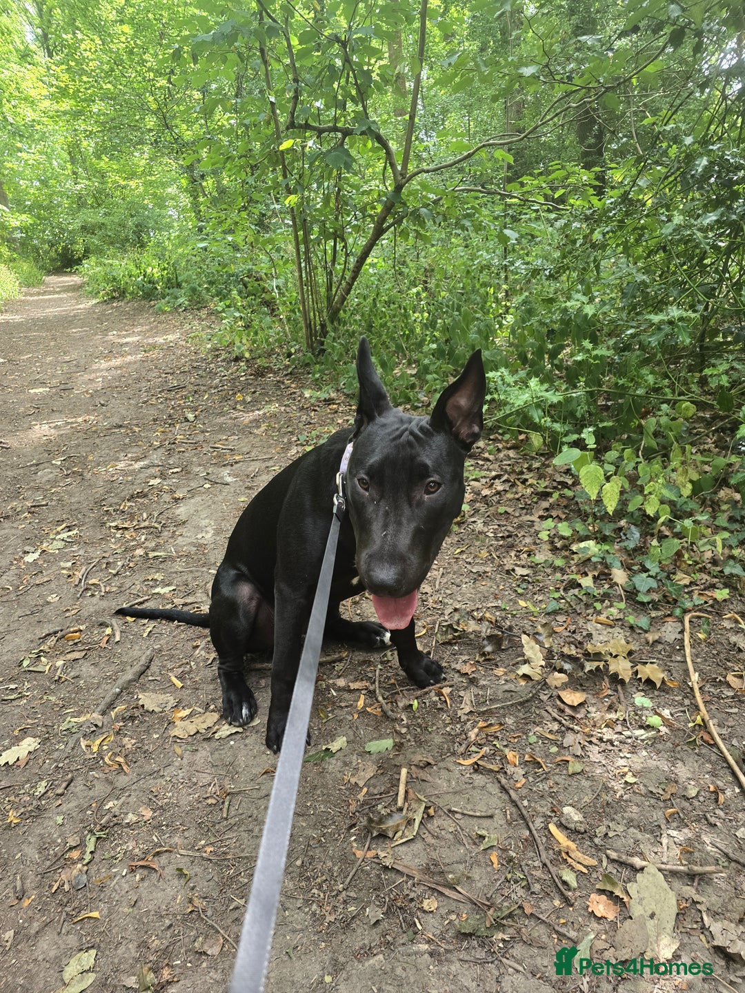 English Bull Terrier dogs for sale: English bull terrier WORKING LINES - Image 9