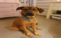 Mixed Breed dogs for sale: Ronnie  - Image 1
