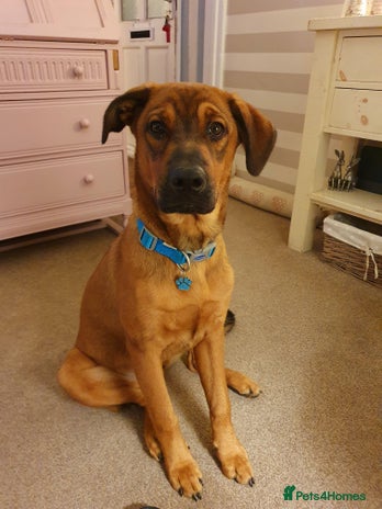 Mixed Breed dogs - Advert 1