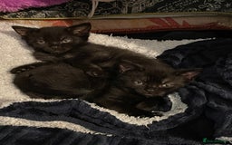 British Shorthair cats for sale: 2 black female domestic shorthairs  - Image 1