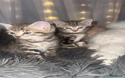Mixed Breed cats for sale: Two Female kittens (Bengal/Persian mix - Image 1