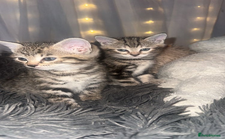 Mixed Breed cats - Advert 4