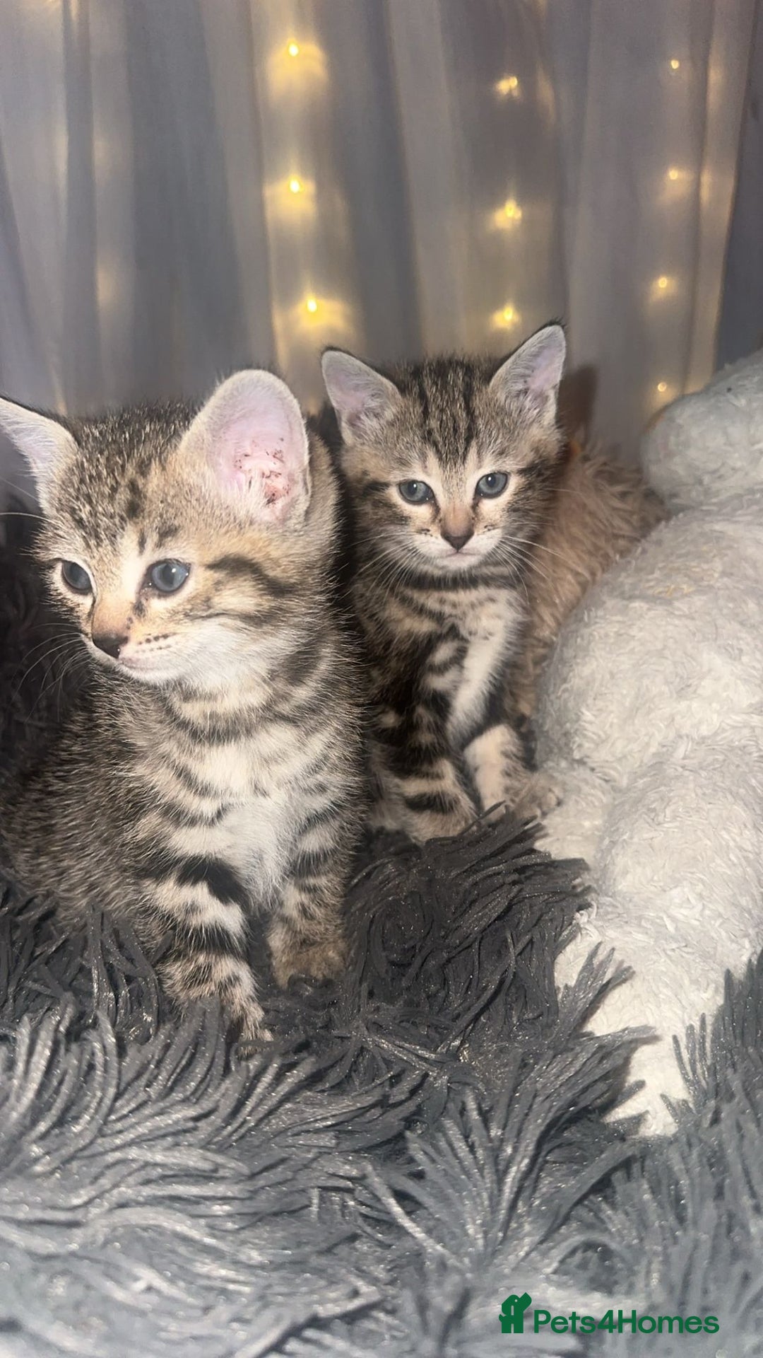 Mixed Breed cats for sale: Two Female kittens (Bengal/Persian mix - Image 1