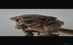 English Bulldog dogs for sale: English bulldogs / phenomenal pedigree. - Image 1
