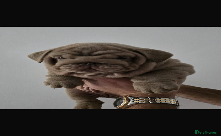 English Bulldog dogs - Advert 3