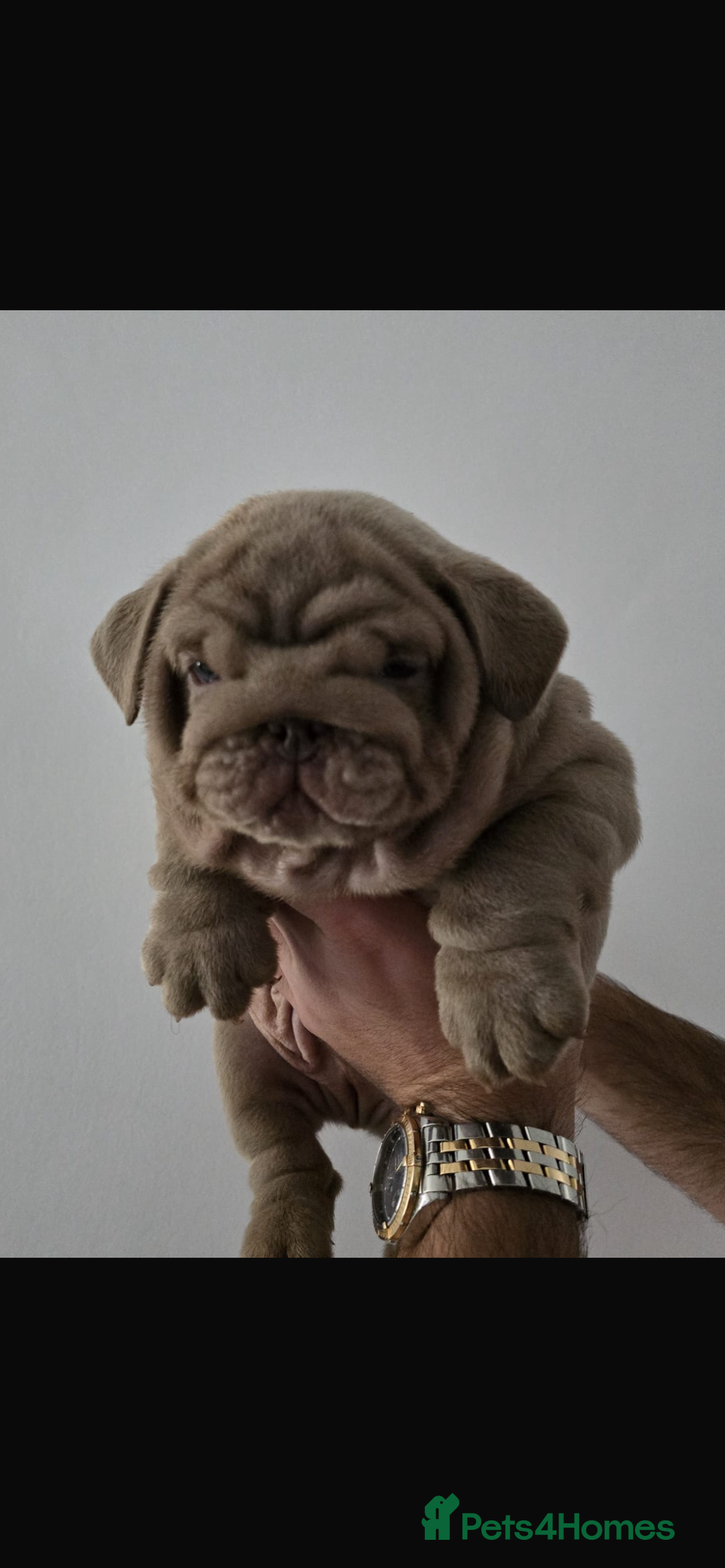 English Bulldog dogs for sale: English bulldogs / phenomenal pedigree. - Image 1
