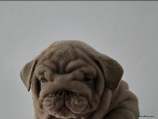 English Bulldog dogs - Advert 12