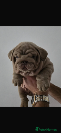 English Bulldog dogs - Advert 15