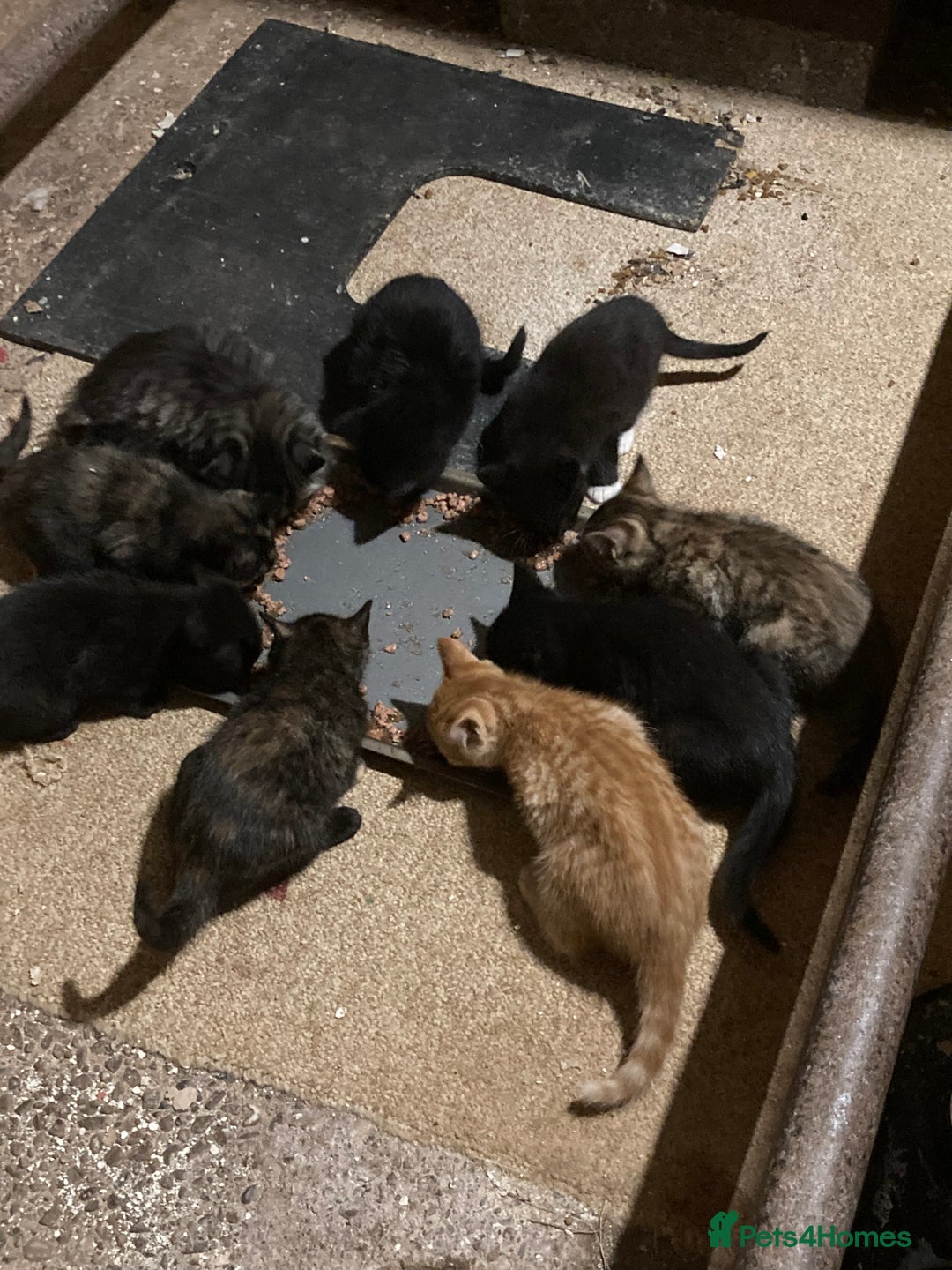 Mixed Breed cats for sale: Playful kittens for sale - Image 2