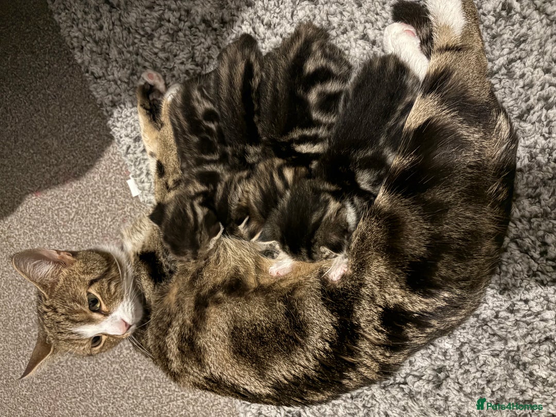 Mixed Breed cats for sale: Stunning litter of 4  - Advert 2