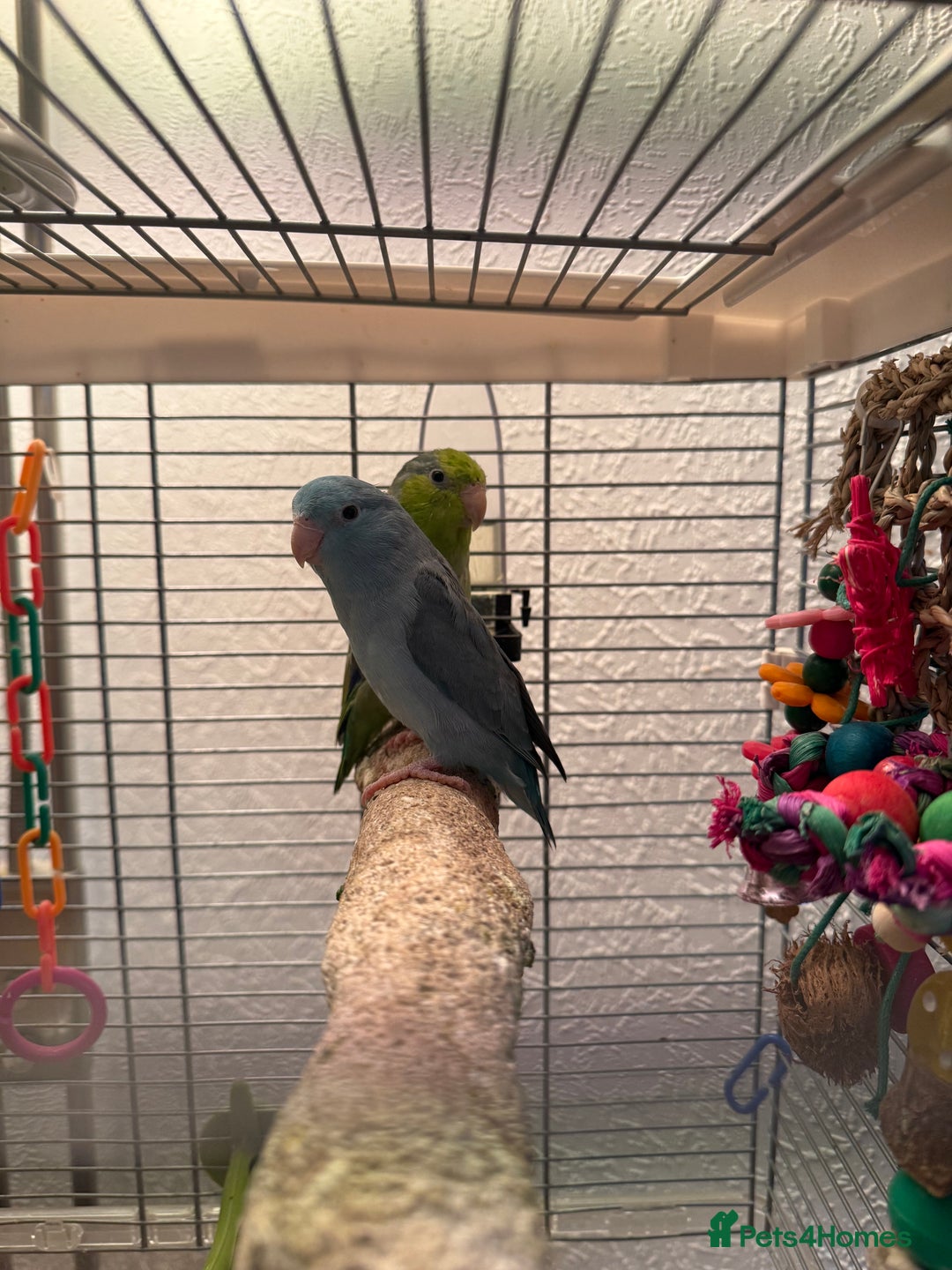 Parakeets birds for sale: 2 beautiful parrotlets with cage/accessories - Advert 2
