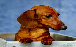 Miniature Dachshund dogs for adoption: Britney - miniature Dachshund - Image 4