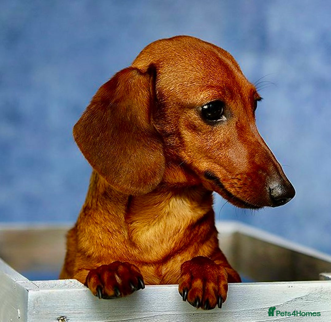 Miniature Dachshund dogs for adoption: Britney - miniature Dachshund - Image 4