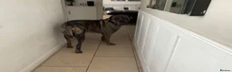 Cane Corso dogs for sale: Cane corso male 18 months old  in Sutton Coldfield - Advert 4