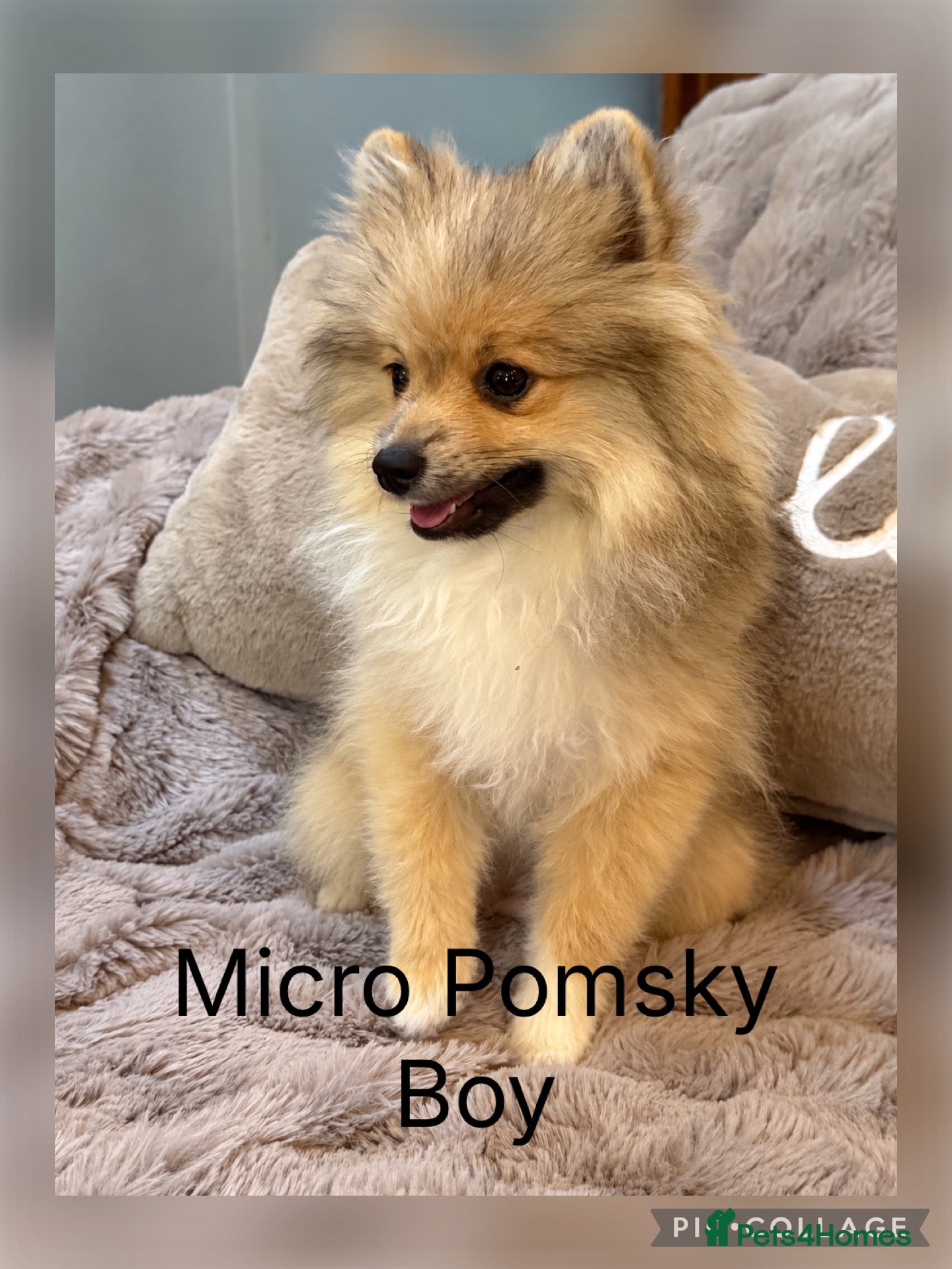 Pomsky dogs Stunning  **  Pomsky Boy - Advert 1