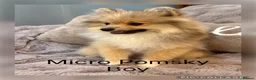 Pomsky dogs for sale: Stunning  **  Pomsky Boy - Advert 1