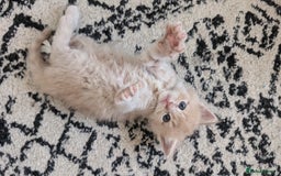 Maine Coon cats for sale: 5 Beautiful Maine Coon kittens available! 😻 - Image 6