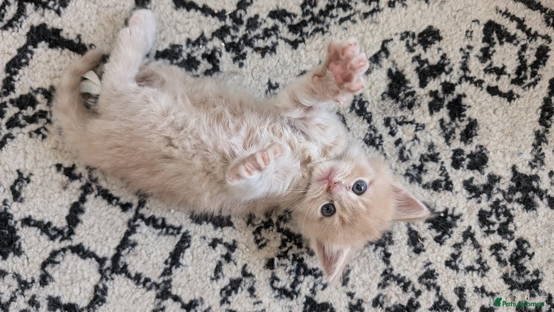 Maine Coon cats for sale: 5 Beautiful Maine Coon kittens available! 😻 - Image 6