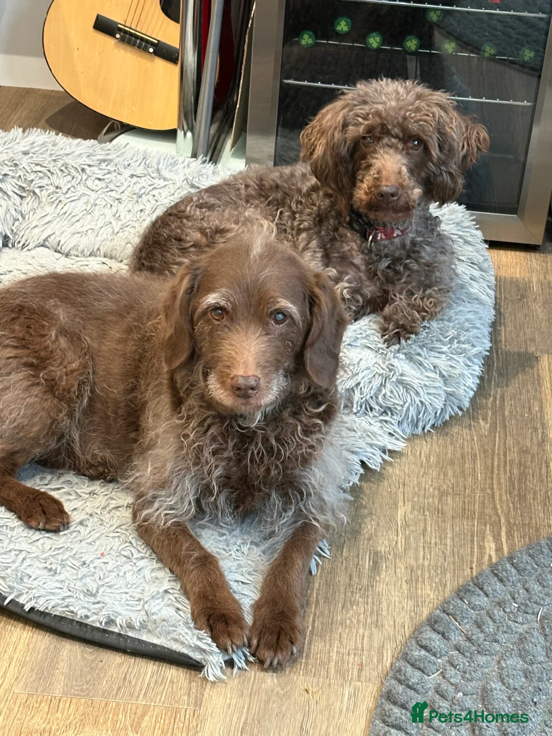 Labradoodle dogs for sale: Miniature labradoodle  in Bury - Advert 7