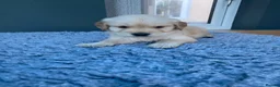 Golden Retriever dogs for sale: KC REGISTERED ®️ 5 STAR ⭐️ GOLDEN RETRIEVER 🐶  - Advert 11