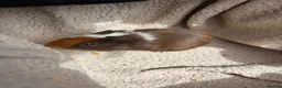 Guinea Pig rodents for sale: 4 Male Baby Guinea Pigs Available - Advert 3