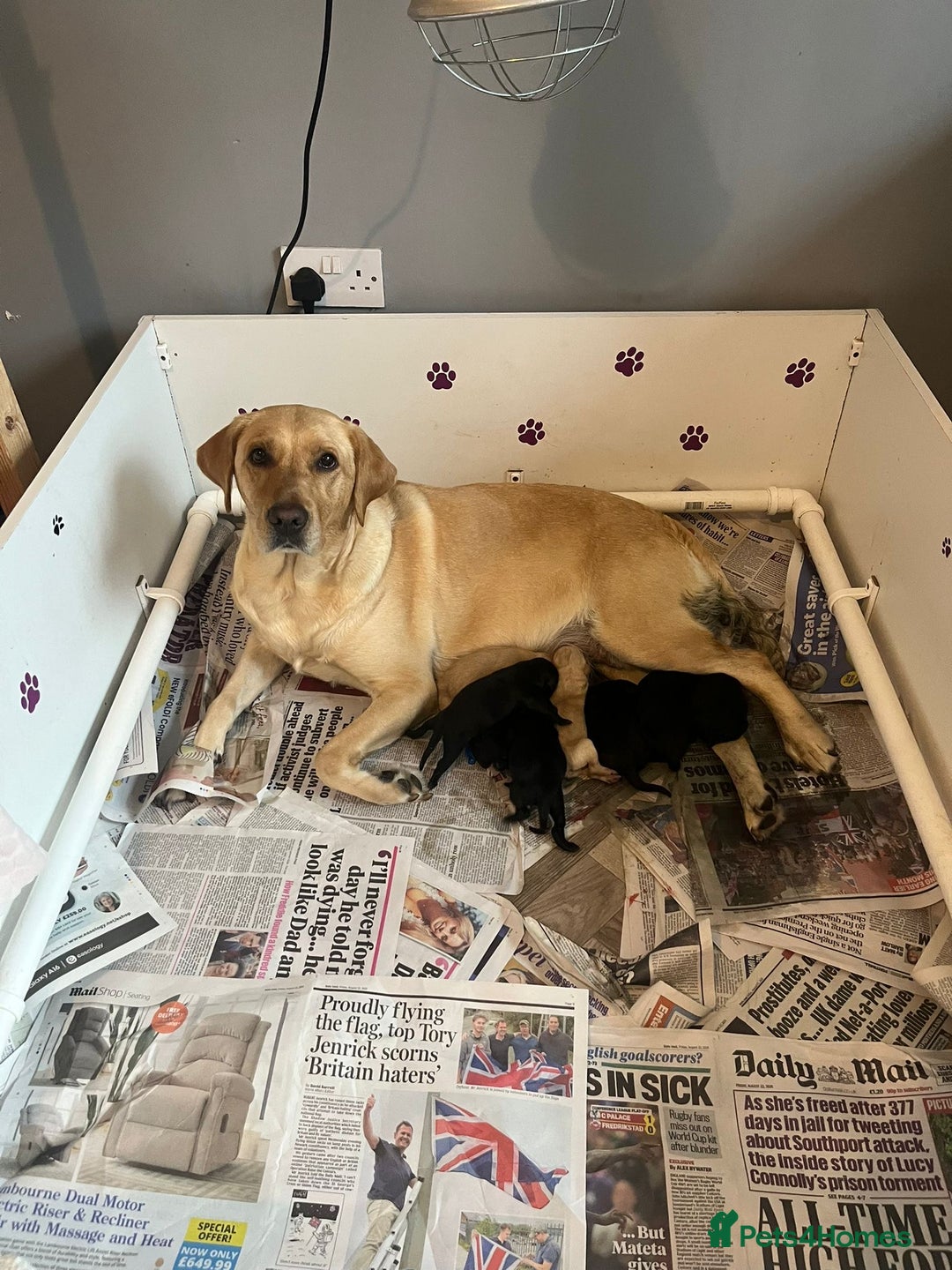 Labrador Retriever dogs for stud: Fully health tested working black Labrador  - Image 9