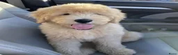 Newfypoo dogs for sale: Rare Newfypoo Puppies.  Stunning colors - Advert 6