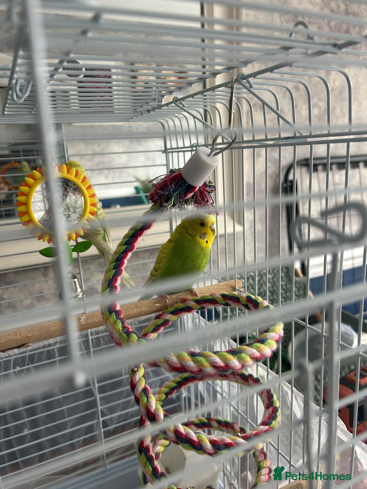 Budgerigars birds for sale: 2 female baby budgies  in Enfield - Advert 9