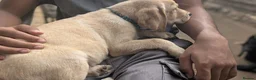 Labrador Retriever dogs for sale: Beautiful Labrador puppies  - Advert 7