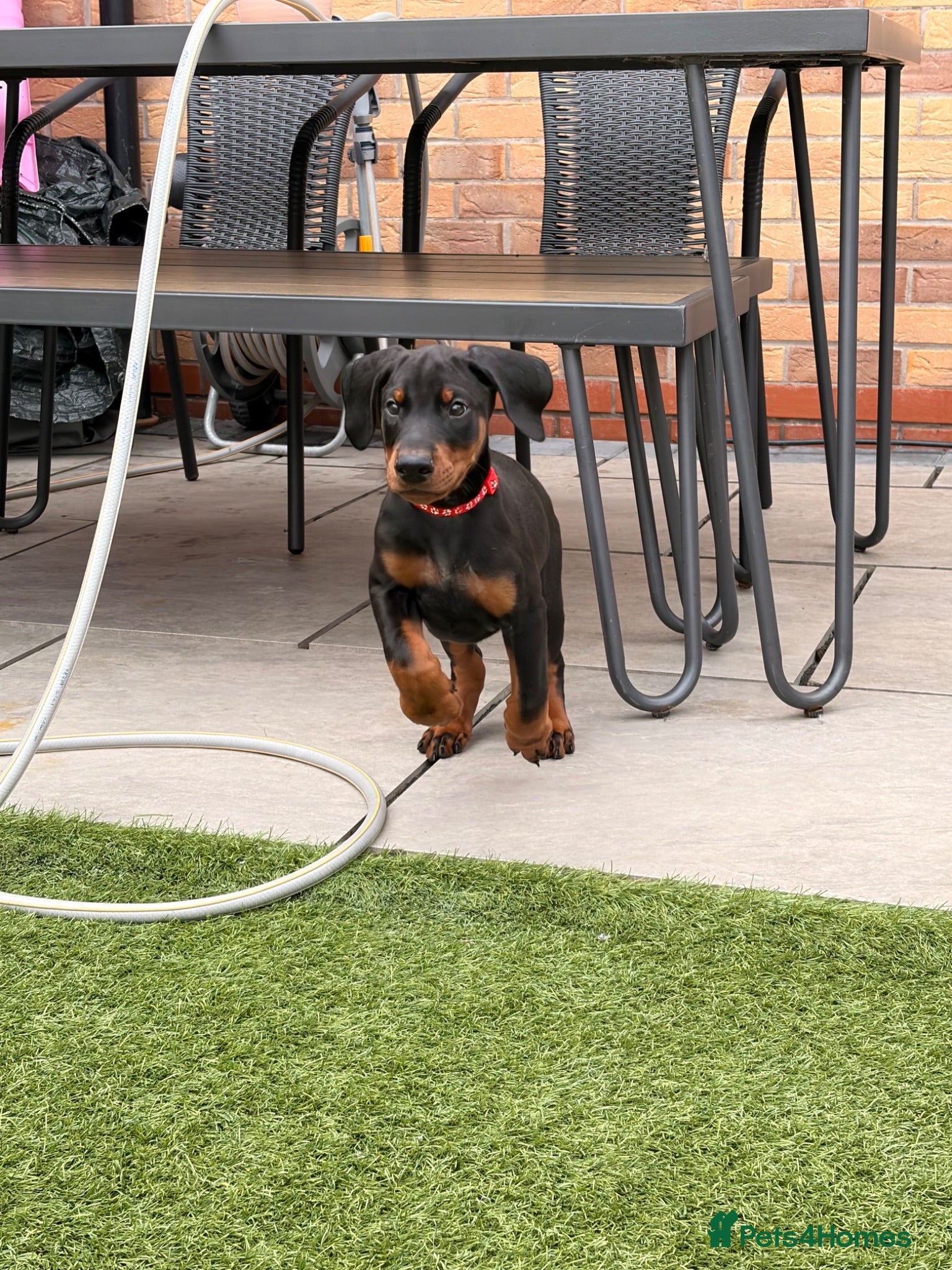 Dobermann dogs 🏡 Ready to Collect | KC Registered Dobermans - Advert 1