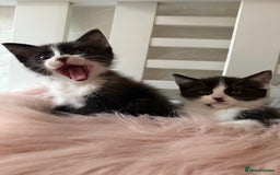 Mixed Breed cats for sale: 1 tiny Ragdoll cross female kitten left  - Image 2