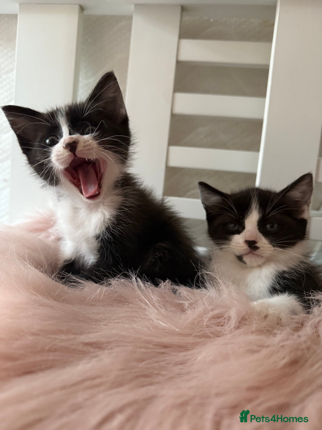 Mixed Breed cats for sale: 1 tiny Ragdoll cross female kitten left  - Image 2