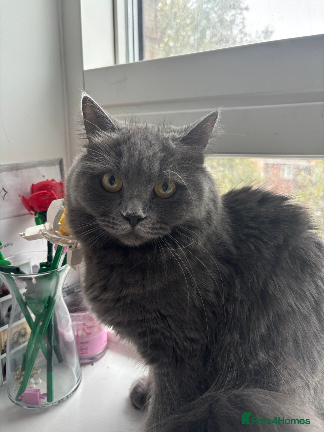 British Shorthair cats for sale: Grey BSH cat  - Advert 2