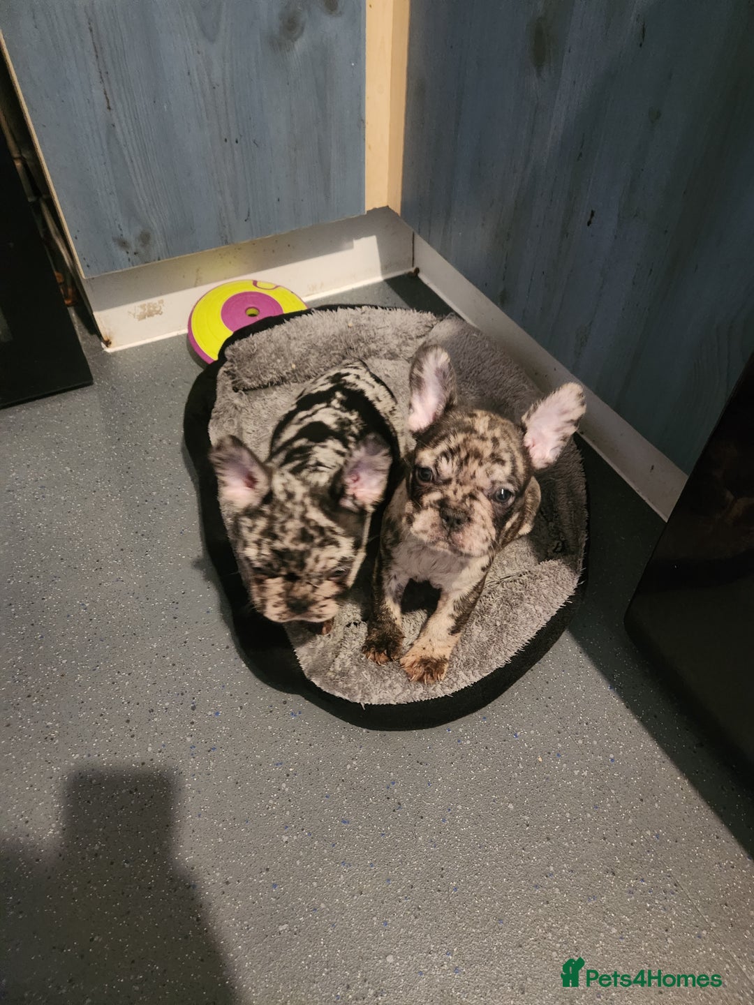 French Bulldog dogs for sale: Beautiful Puppy's For Sale  - Advert 29